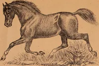 An illustration from Illustrated sample book & price list of Palm's patent transfer letters, ornaments & trade designs for signs, wagons, cars, machines, etc. (1901)