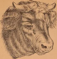 An illustration from Illustrated sample book & price list of Palm's patent transfer letters, ornaments & trade designs for signs, wagons, cars, machines, etc. (1901)