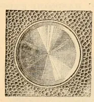 An illustration from Illustrated trade price list of artists' materials. (1886)