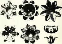 An illustration from Illustrating light iron pressed rosettes, cups, husks, leaves, roses and various ornaments used on lamps and lighting fixtures ... (1922)