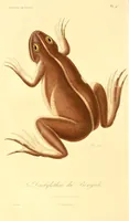 An illustration from Illustrations de zoologie, ou, Recueil de figures d'animaux peintes d'après nature (1831)