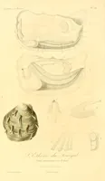 An illustration from Illustrations de zoologie, ou, Recueil de figures d'animaux peintes d'après nature (1831)