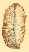 An illustration from Illustrations de zoologie, ou, Recueil de figures d'animaux peintes d'après nature (1831)