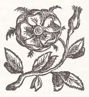 Picture 22 of 47 from Illustrium anachoretarum elogia, siue, Religiosi viri musaeum (1625), leaf 78