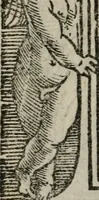 An illustration from Illvstrivm imagines (1517)