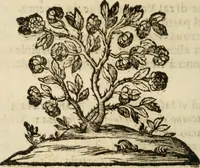 An illustration from Il Meo Patacca : o vero Roma in feste ne i trionfi di Vienna : poema giocoso nel linguaggio romanesco (1695)