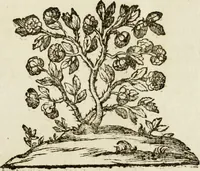 Picture 13 of 13 from Il Meo Patacca : o vero Roma in feste ne i trionfi di Vienna : poema giocoso nel linguaggio romanesco (1695), leaf 448