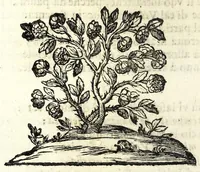An illustration from Il meo Patacca, overo, Roma in feste ne i trionfi di Vienna : poema giocoso nel linguaggio romanesco (1695)
