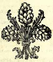 An illustration from Il meo Patacca, overo, Roma in feste ne i trionfi di Vienna : poema giocoso nel linguaggio romanesco (1695)