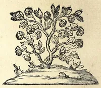 An illustration from Il meo Patacca, overo, Roma in feste ne i trionfi di Vienna : poema giocoso nel linguaggio romanesco (1695)