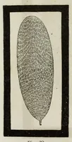 An illustration from Il museo delle scienze e della arti (1860)