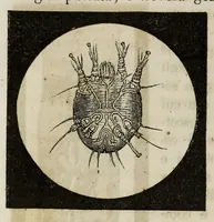 An illustration from Il museo delle scienze e della arti (1860)