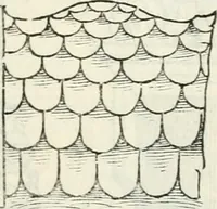 An illustration from Il terzo libro : nel qval si figvrano, e descrivono le antiqvita di Roma, e le altre che sono in Italia e fvori d'Italia ... (1540)