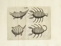 Picture 20 of 23 from Il trinciante (1636), leaf 85