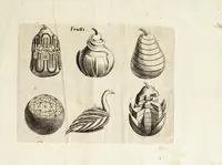 Picture 22 of 23 from Il trinciante (1636), leaf 89