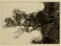 An illustration from Im Hochland von Mittel-Kamerun .. (1914)