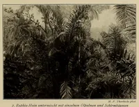 Picture 1 of 17 from Im Hochland von Mittel-Kamerun .. (1914), leaf 33