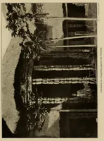 An illustration from Im Hochland von Mittel-Kamerun .. (1914)