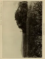 An illustration from Im Hochland von Mittel-Kamerun .. (1914)
