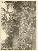An illustration from Im Hochland von Mittel-Kamerun .. (1914)