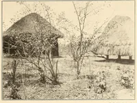 An illustration from Im Hochland von Mittel-Kamerun .. (1914)