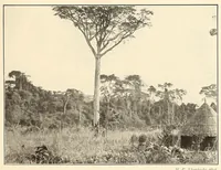 An illustration from Im Hochland von Mittel-Kamerun .. (1914)