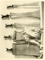 Picture 7 of 12 from Im Hochland von Mittel-Kamerun .. (1914), leaf 111