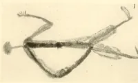 Picture 9 of 12 from Im Hochland von Mittel-Kamerun .. (1914), leaf 173