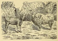 An illustration from Im Innern Afrikas : die Erforschung des Kassai während der Jahre 1883, 1884 und 1885 (1891)