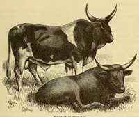An illustration from Im Innern Afrikas : die Erforschung des Kassai während der Jahre 1883, 1884 und 1885 (1891)