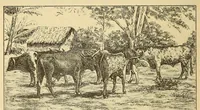 An illustration from Im Innern Afrikas : die Erforschung des Kassai während der Jahre 1883, 1884 und 1885 (1891)