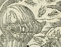 Picture 354 of 412 from Diverse imprese accommodate a diuerse moralità : con versi che i loro significati dichiarano insieme con molte altre nella lingua italiana non piu tradotte (1551), leaf 170