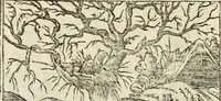 Picture 387 of 412 from Diverse imprese accommodate a diuerse moralità : con versi che i loro significati dichiarano insieme con molte altre nella lingua italiana non piu tradotte (1551), leaf 183
