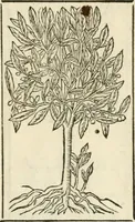 Picture 397 of 412 from Diverse imprese accommodate a diuerse moralità : con versi che i loro significati dichiarano insieme con molte altre nella lingua italiana non piu tradotte (1551), leaf 188