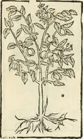 Picture 401 of 412 from Diverse imprese accommodate a diuerse moralità : con versi che i loro significati dichiarano insieme con molte altre nella lingua italiana non piu tradotte (1551), leaf 190