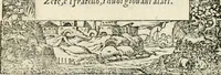 Picture 67 of 412 from Diverse imprese accommodate a diuerse moralità : con versi che i loro significati dichiarano insieme con molte altre nella lingua italiana non piu tradotte (1551), leaf 39