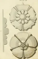 An illustration from An improved and enlarged edition of Biddle's young carpenter's assistant : being a complete system of architecture for carpenters, joiners, and workmen in general, adapted to the style of building in the United States ; revised and corrected, with several additional articles, and forty-eight new designs, chiefly of full size, working drawings of modern finish, in detail ; particularly adapted for country use (1833)