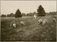 Picture 27 of 52 from Improvement of Fort Wayne Indiana; report for Fort Wayne Civic Improvement Association (1909), leaf 82