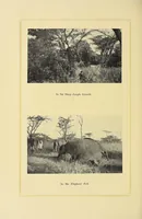 An illustration from In Africa : hunting adventures in the big game country (1910)