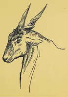 An illustration from In Africa : hunting adventures in the big game country (1910)