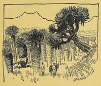 Picture 14 of 17 from In Africa : hunting adventures in the big game country (1910), leaf 395