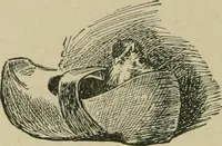 An illustration from In the child's world; morning talks and stories for kindergartens, primary schools and homes (1893)