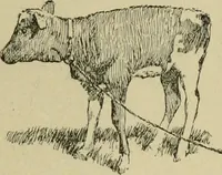 An illustration from In the child's world; morning talks and stories for kindergartens, primary schools and homes (1893)