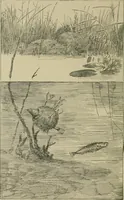 An illustration from In the child's world; morning talks and stories for kindergartens, primary schools and homes (1893)