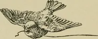 An illustration from In the child's world; morning talks and stories for kindergartens, primary schools and homes (1893)
