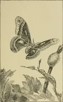 An illustration from In the child's world; morning talks and stories for kindergartens, primary schools and homes (1893)