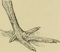 An illustration from In the child's world; morning talks and stories for kindergartens, primary schools and homes (1893)