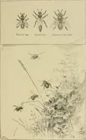 An illustration from In the child's world; morning talks and stories for kindergartens, primary schools and homes (1893)