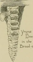 An illustration from In the child's world; morning talks and stories for kindergartens, primary schools and homes (1893)