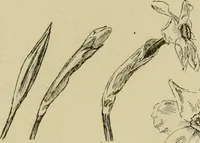 An illustration from In the child's world; morning talks and stories for kindergartens, primary schools and homes (1893)
